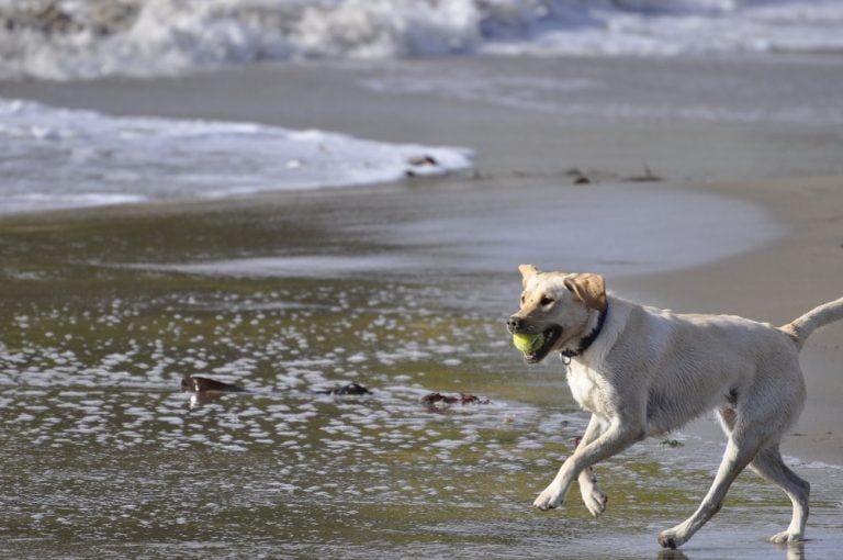 Pet Wellness