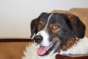Pet Wellness
