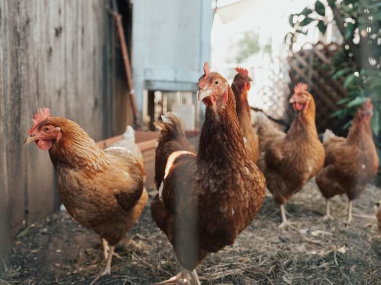 Grandma the Chicken: Recollections of a Farm Girl