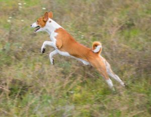 Hot Spots On Dogs