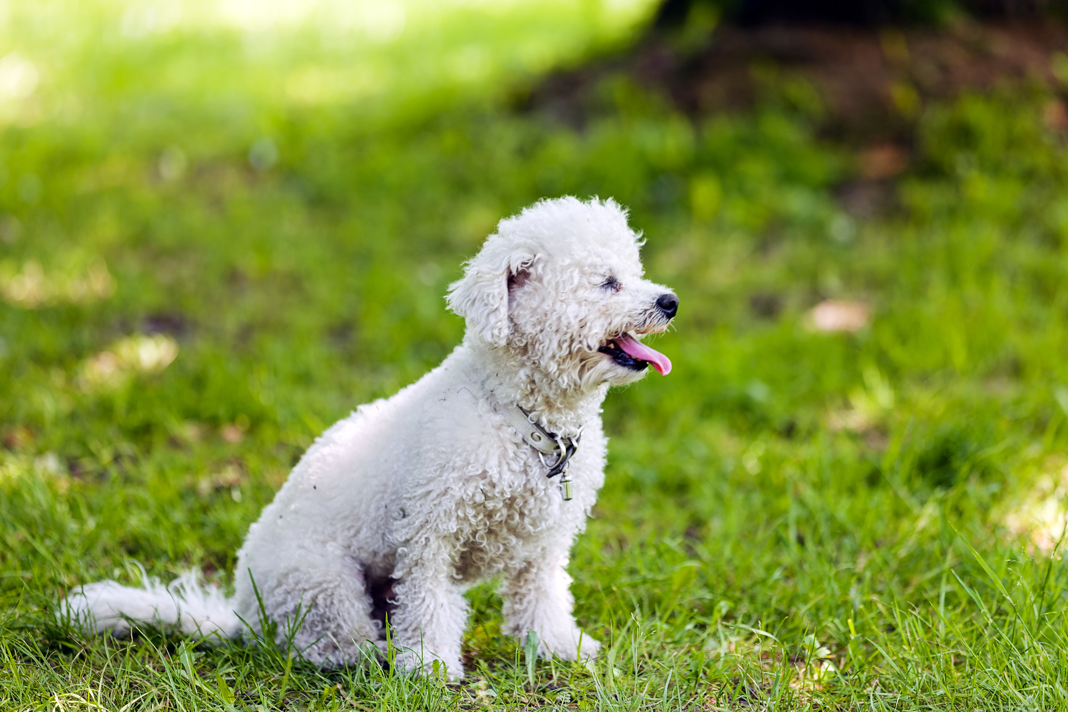 Hot Spots On Dogs