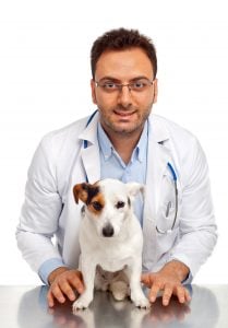Hot Spots On Dogs