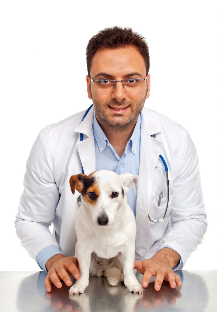 Male veterinary doctor holding small white dog