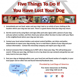 Five Things To Do If You Have Lost Your Dog