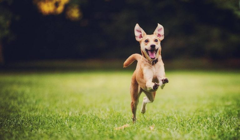Dog Training by Indi2