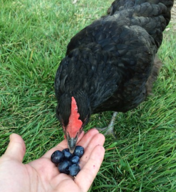 hen eating berries