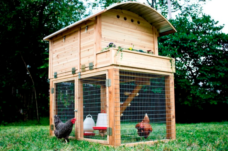 backyard chicken coop