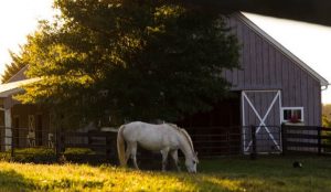 horse boarding