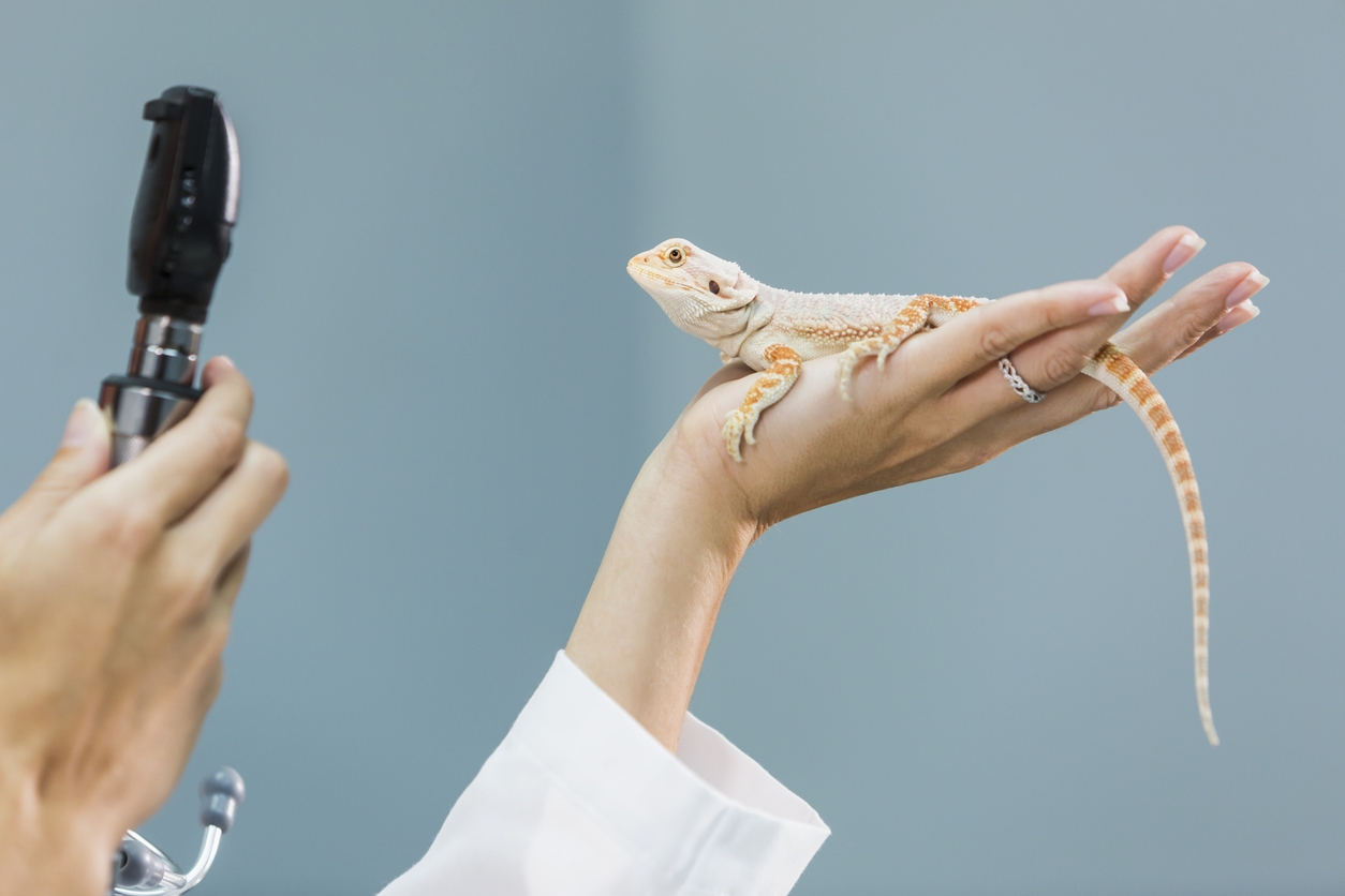 female veterinarian specializing in reptiles, examining a bearded dragon, resting in the palm of her hand