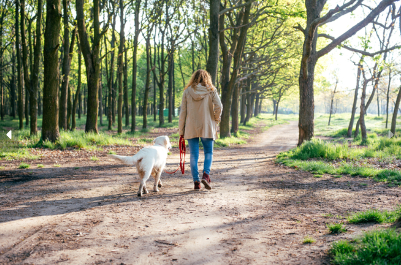 Woman walking white dog down path off of leash
