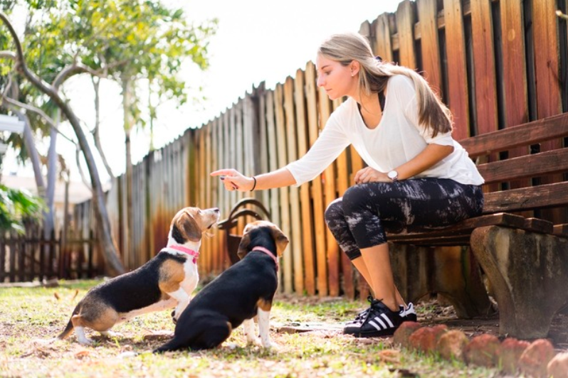 woman training two dogs to sit