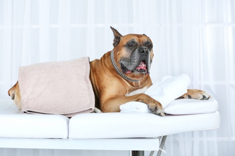 Pet Massage Therapy