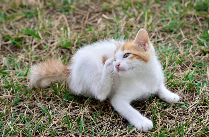 cat scratching ear