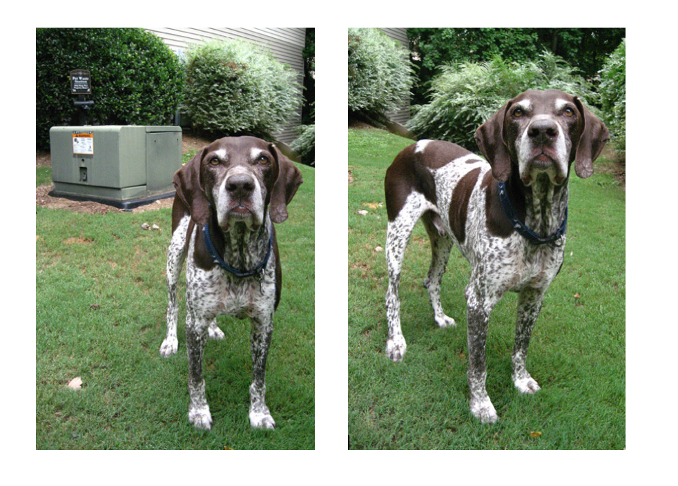 better pet photos