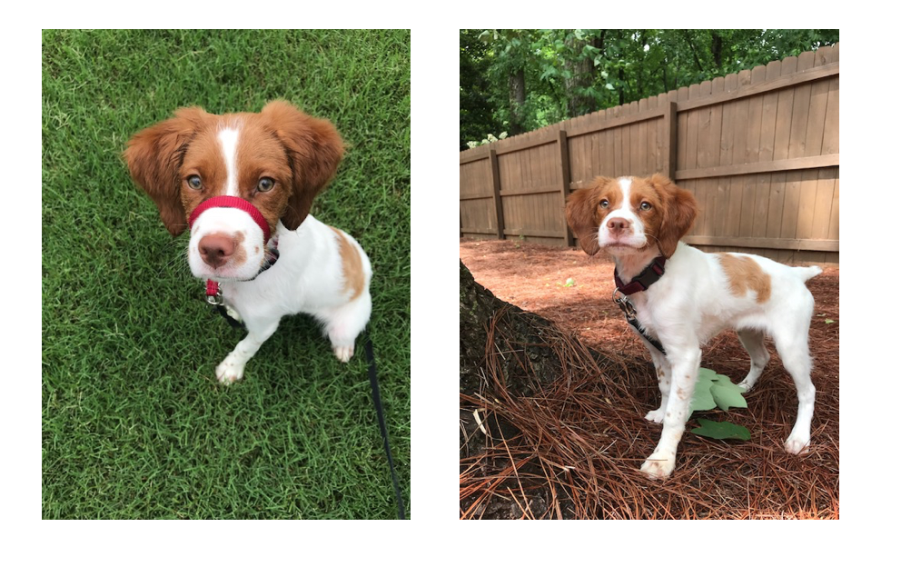 better pet photos