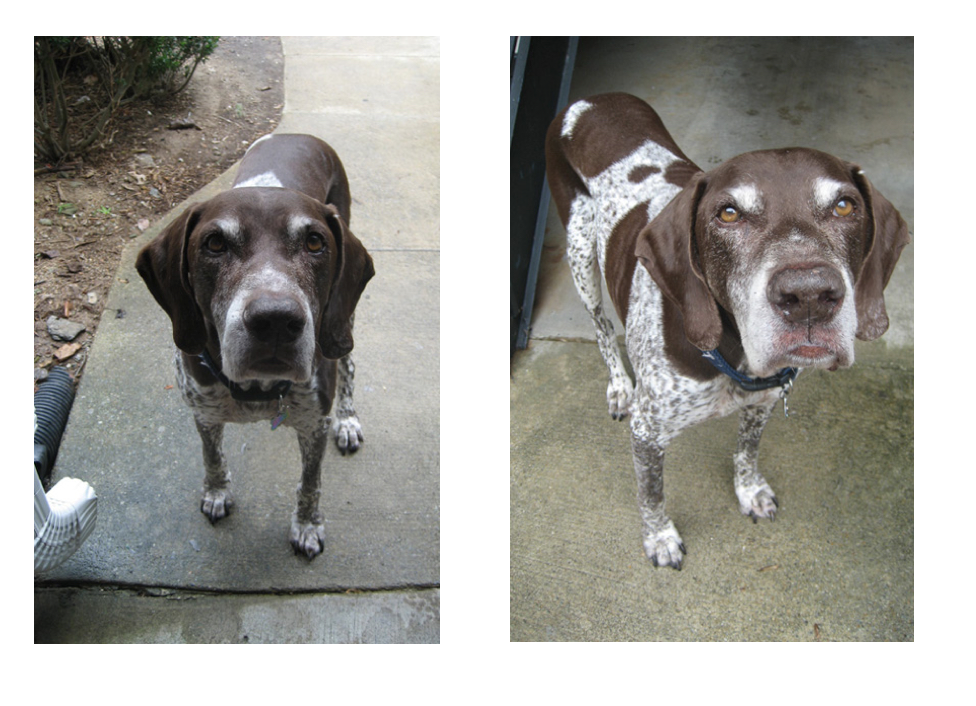 better pet photos
