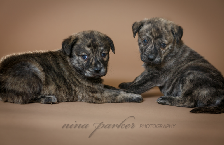 Better Photos of your Pets: Tips from Nina Parker