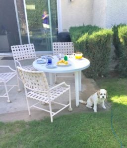 better pet photos