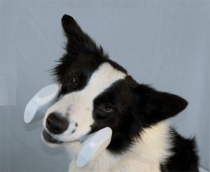 Dog Happiness