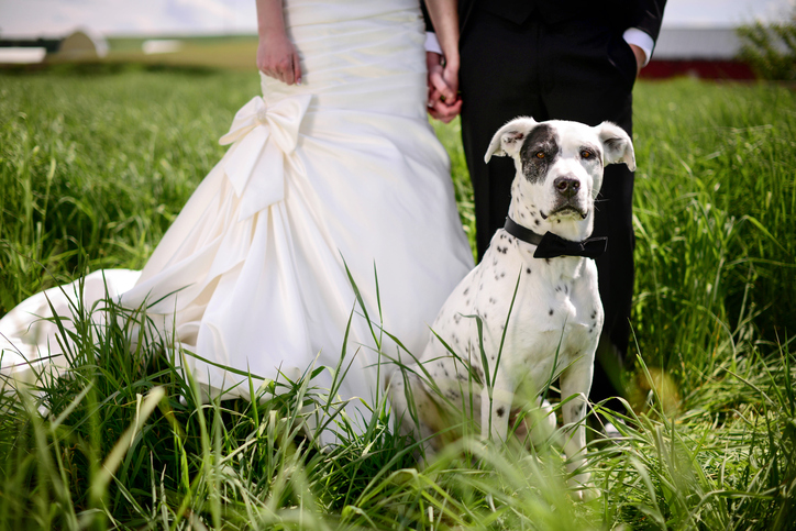 Dog in wedding