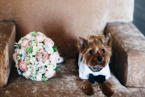little dog with wedding bouquet