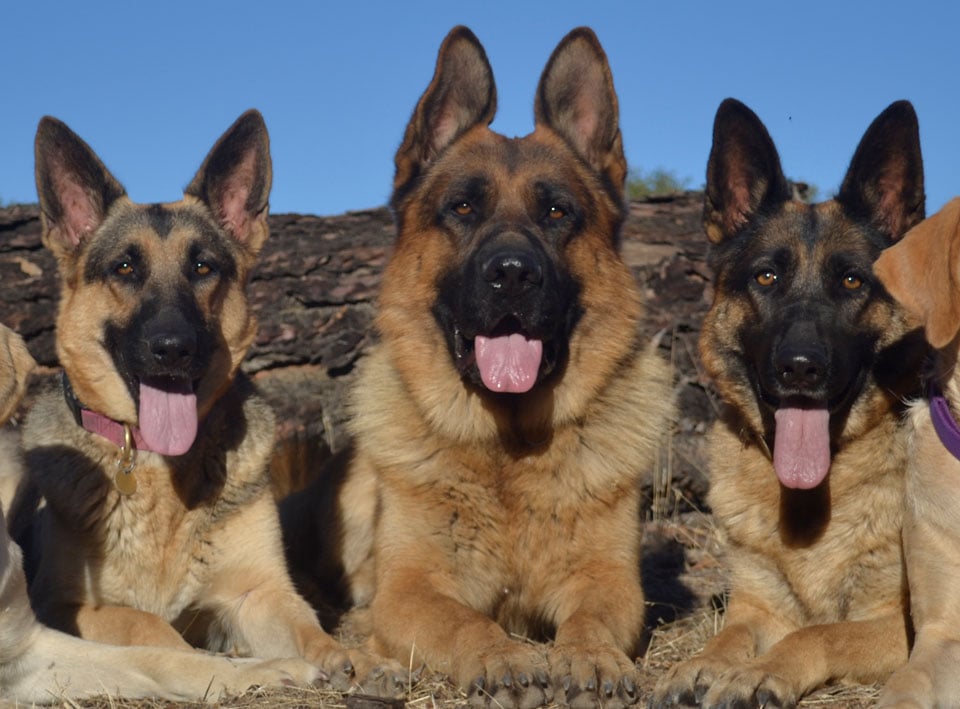 Hiring A Dog Trainer