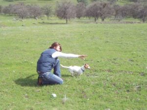 Hiring A Dog Trainer