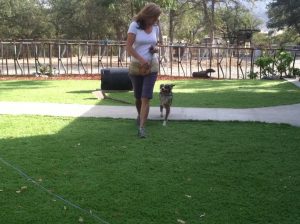 Hiring A Dog Trainer