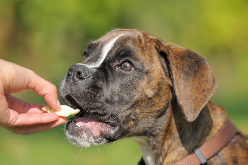 food and dog training