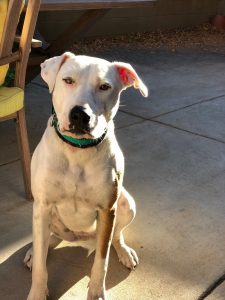 Julie Hart - choosing a rescue dog