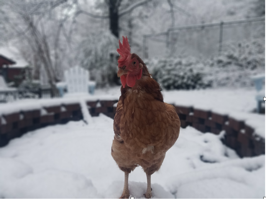 chickens in the winter
