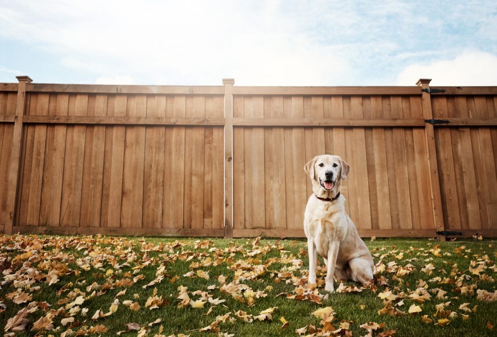 dog poop free lawn