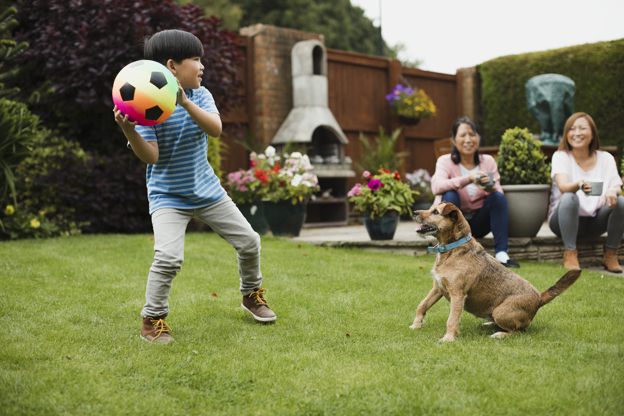 dog poop free lawn