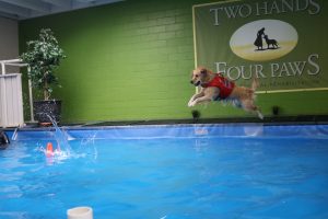 animal hydrotherapy