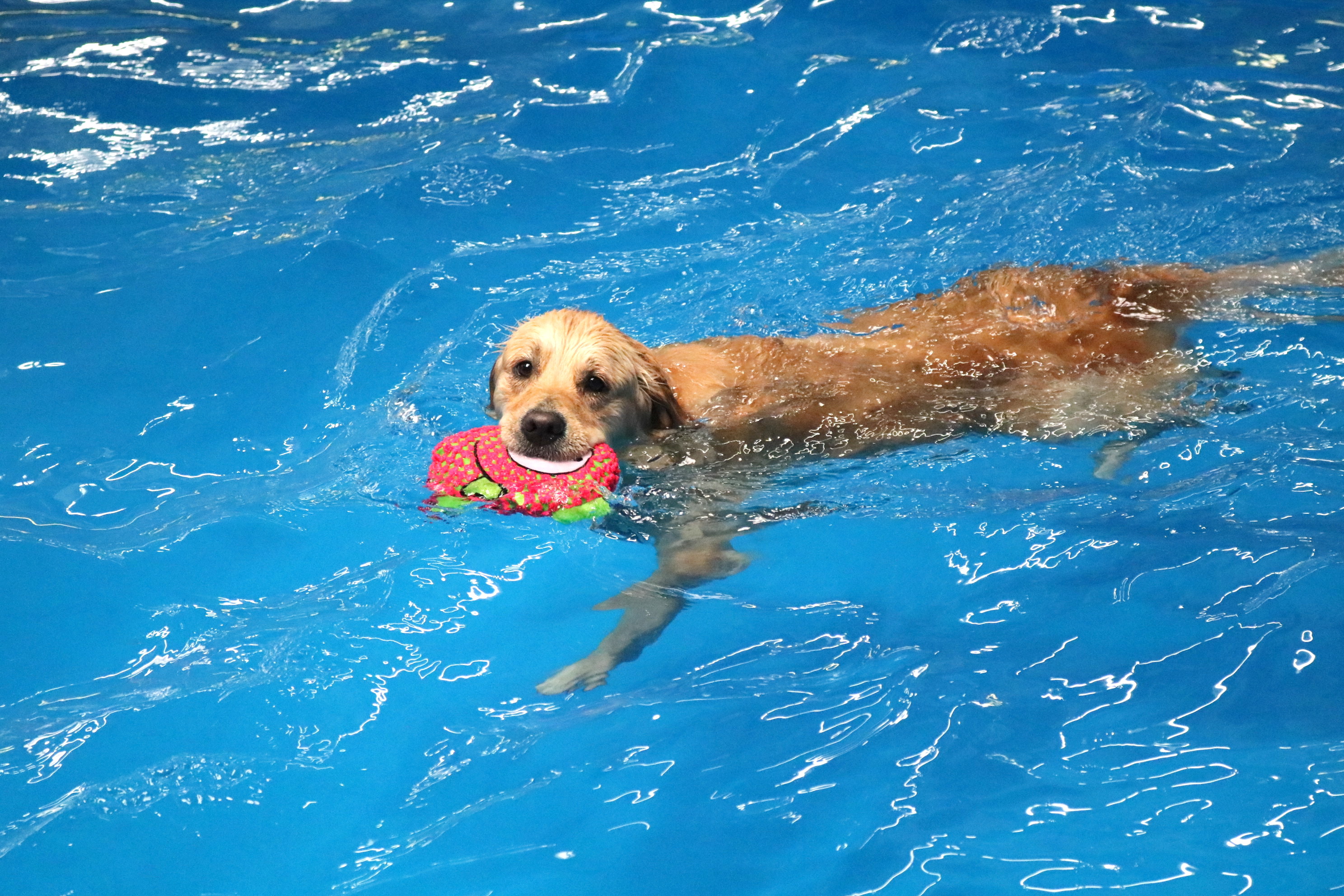 Animal Hydrotherapy