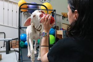 dog on treadmill