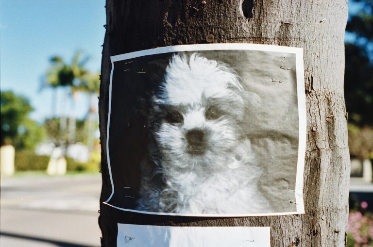 Missing Pet Finders