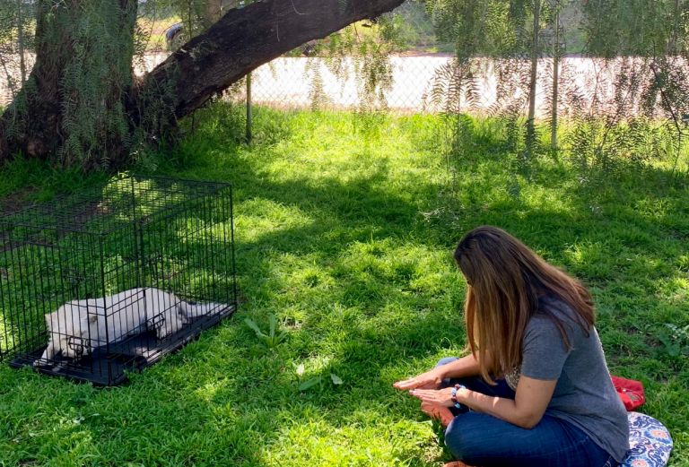 What is Animal Reiki