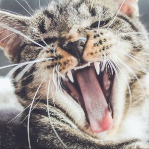 Cat Teeth Image