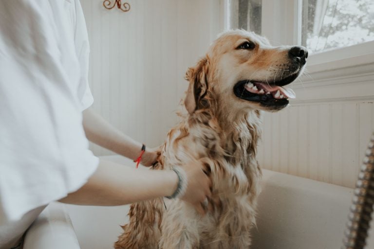 Dog Washing