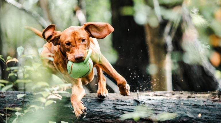 action-adorable-agile-3013467