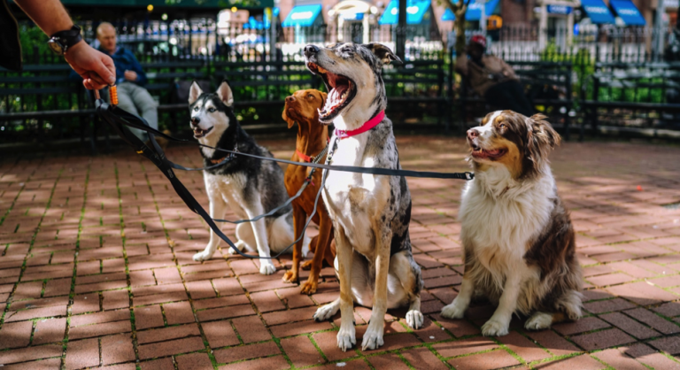Pet Care Business