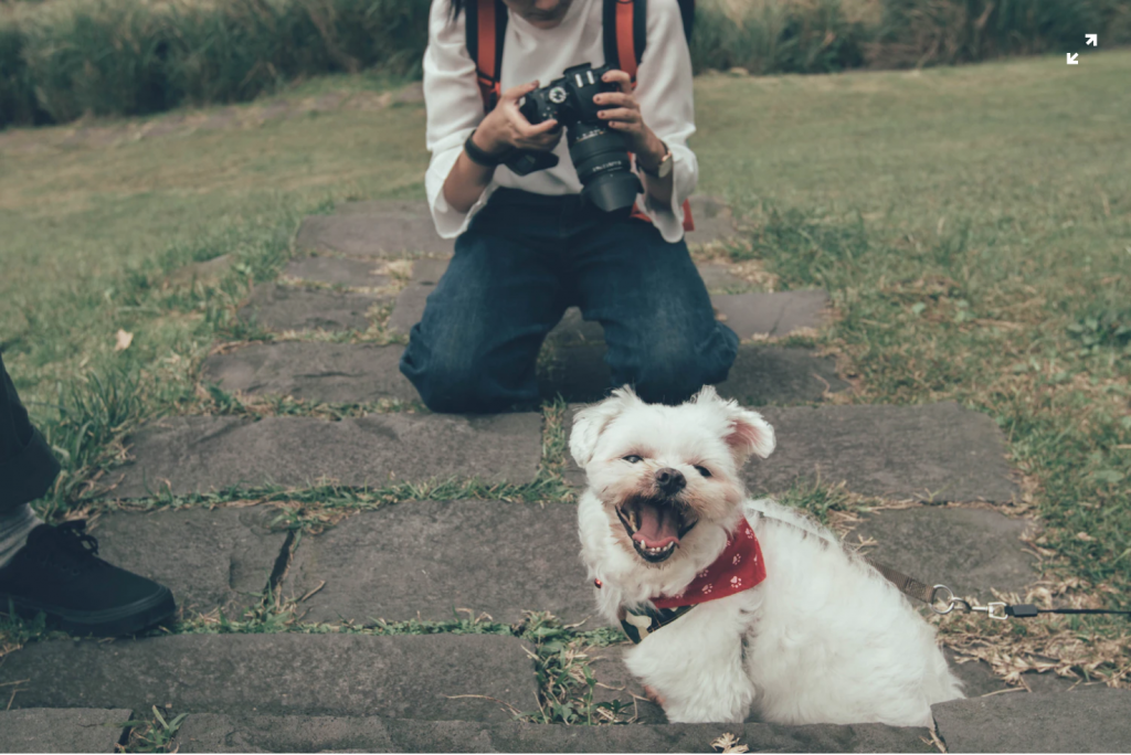 pet photographers