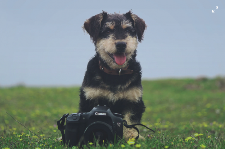 pet photographers
