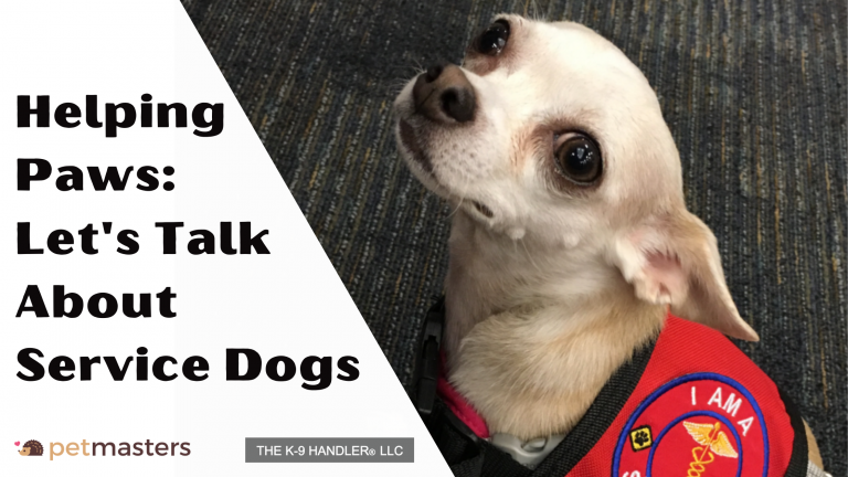 Service Dog Training Near Me