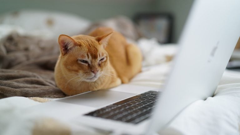 Demystifying Remote Animal Communication