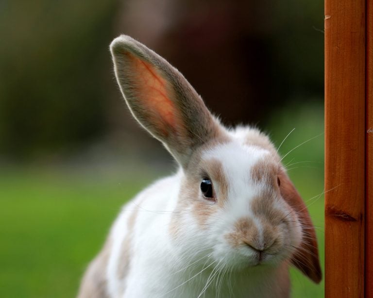 Learning from Animal Rehabilitation Pros