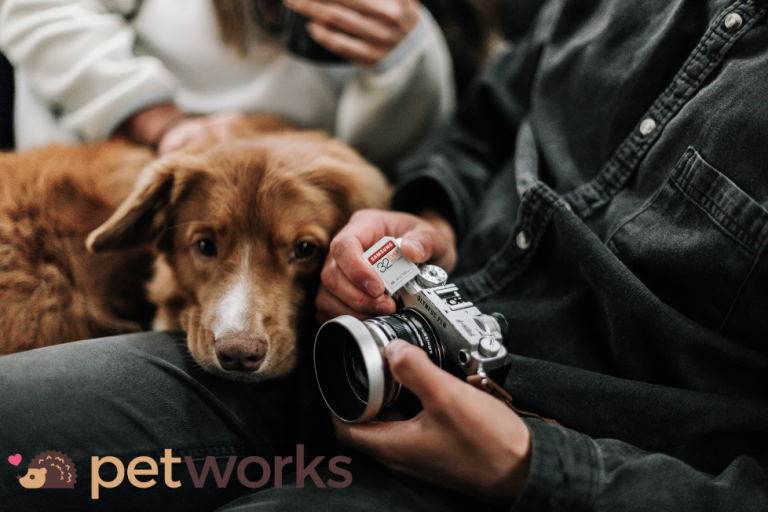 Pet Photographer