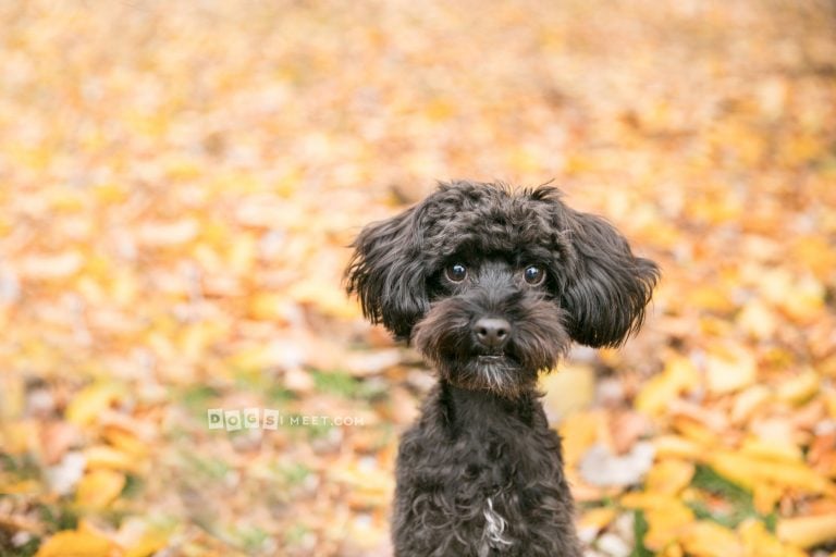 Black Dog