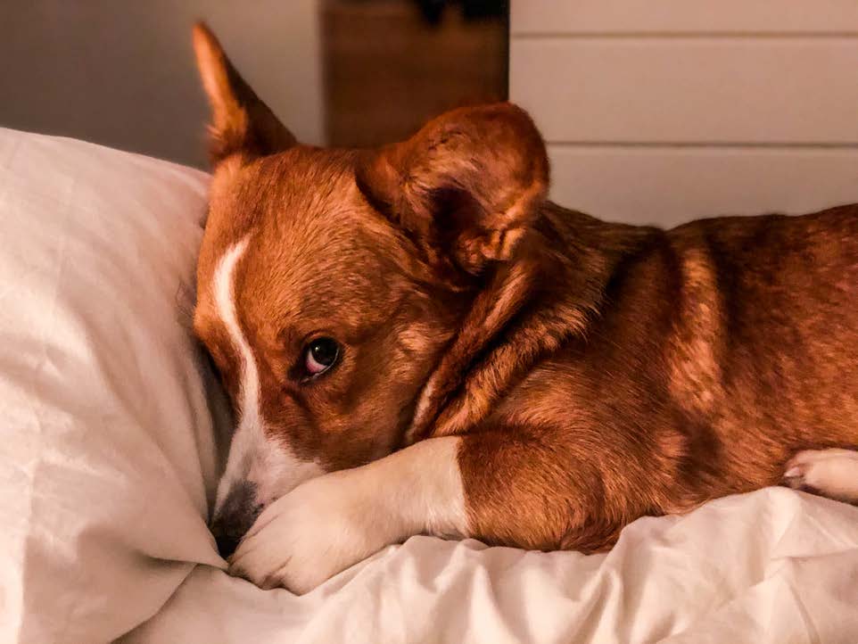 How to train your dog to not sleep in your bed 2025